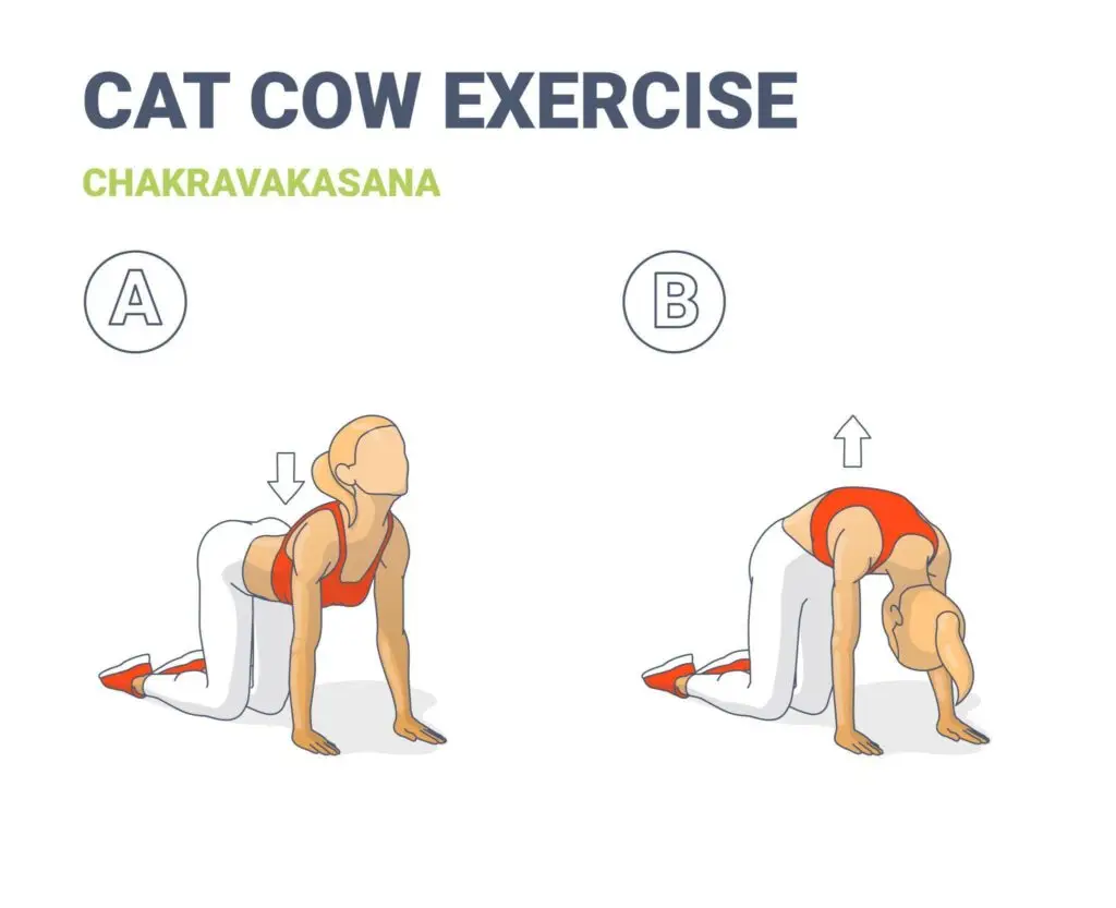 Cat Cow Pose Yoga for Motion Sickness