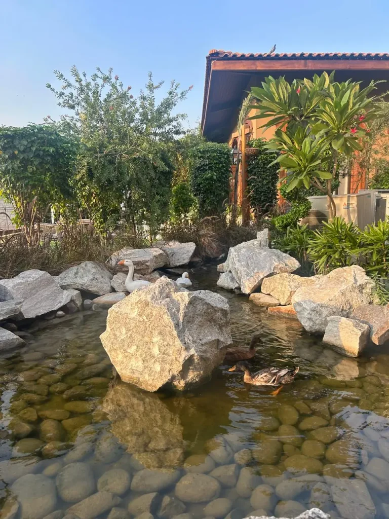 Ducks swimming in the natural rock-lined pond at Villagio Garden Cafe near Chandigarh, surrounded by greenery and garden landscaping.